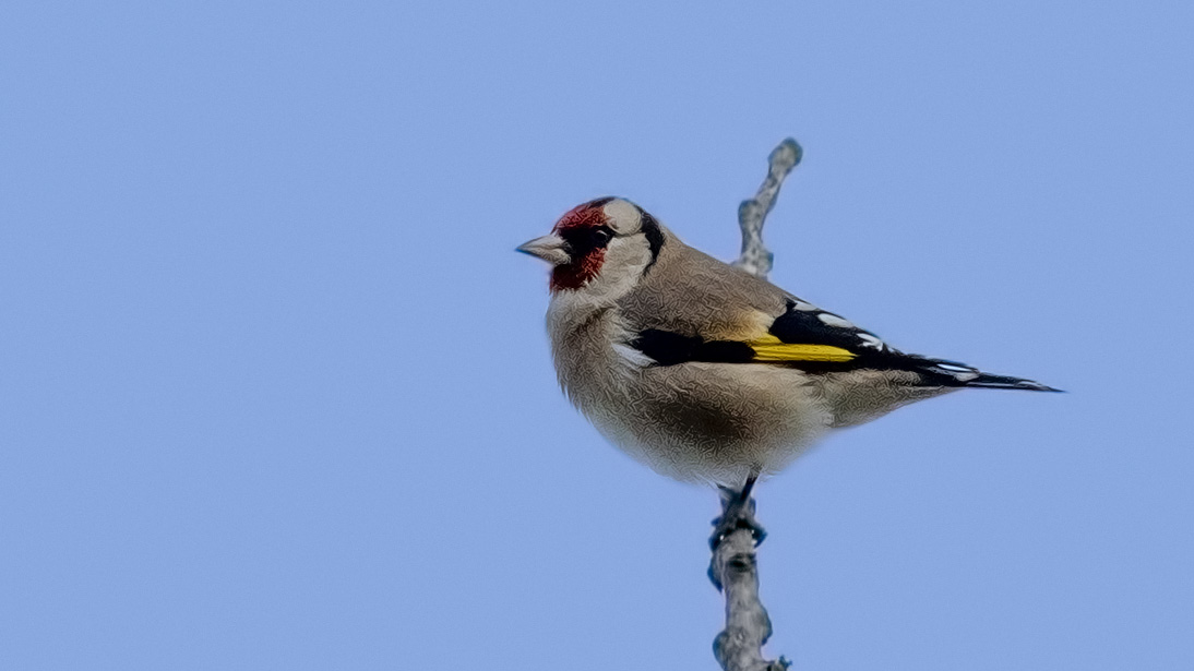 European Goldfinch